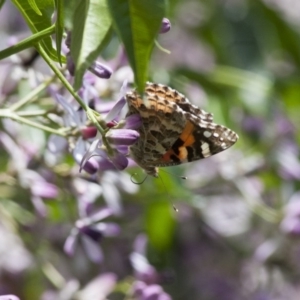 Vanessa kershawi at Michelago, NSW - 13 Nov 2011 12:40 PM