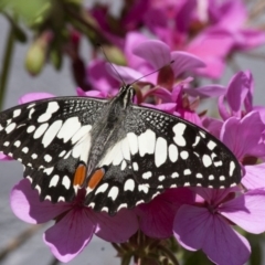 Papilio demoleus (Chequered Swallowtail) at Michelago, NSW - 30 Oct 2011 by Illilanga