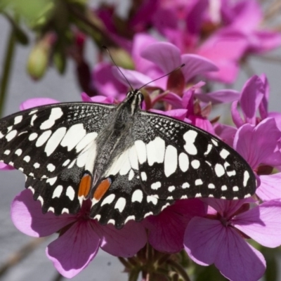 Papilio demoleus (Chequered Swallowtail) at Illilanga & Baroona - 30 Oct 2011 by Illilanga