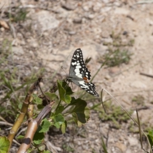 Papilio demoleus at Michelago, NSW - 30 Oct 2011