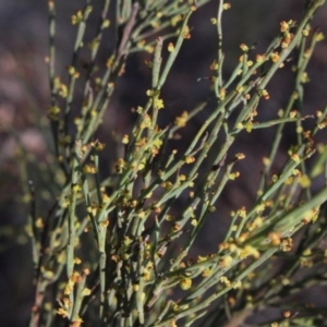 Exocarpos strictus at Gundaroo, NSW - 29 Oct 2017