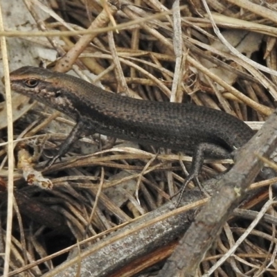 Pseudemoia entrecasteauxii (Woodland Tussock-skink) at Namadgi National Park - 2 Nov 2017 by JohnBundock