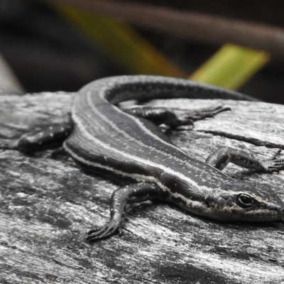 Pseudemoia spenceri (Spencer's Skink) at Namadgi National Park - 2 Nov 2017 by JohnBundock