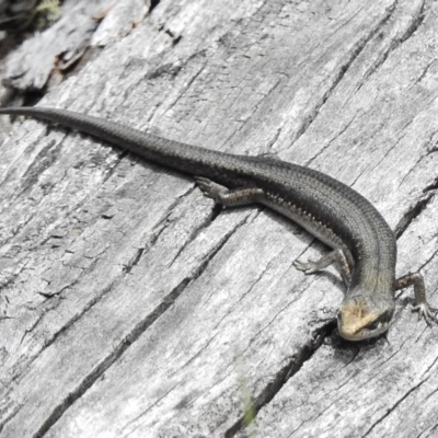 Pseudemoia entrecasteauxii (Woodland Tussock-skink) at Namadgi National Park - 2 Nov 2017 by JohnBundock