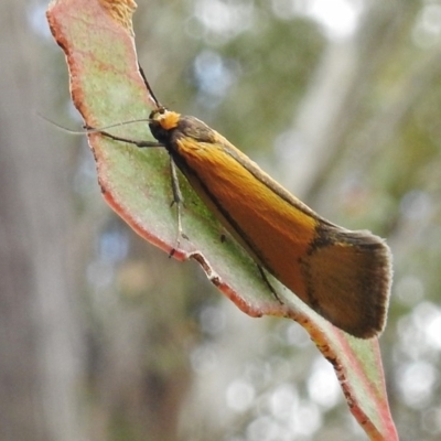 Philobota undescribed species near arabella (A concealer moth) at Rendezvous Creek, ACT - 1 Nov 2017 by JohnBundock