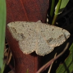 Taxeotis intextata (Looper Moth, Grey Taxeotis) at Tennent, ACT - 2 Nov 2017 by JohnBundock