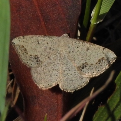 Taxeotis intextata (Looper Moth, Grey Taxeotis) at Tennent, ACT - 1 Nov 2017 by JohnBundock