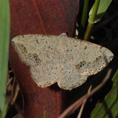 Taxeotis intextata (Looper Moth, Grey Taxeotis) at Tennent, ACT - 2 Nov 2017 by JohnBundock