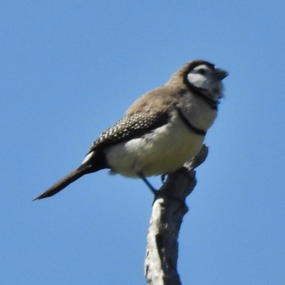 Stizoptera bichenovii (Double-barred Finch) at Tennent, ACT - 1 Nov 2017 by JohnBundock