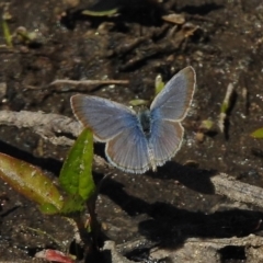 Zizina otis (Common Grass-Blue) at Booth, ACT - 2 Nov 2017 by JohnBundock