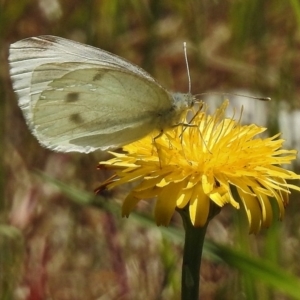 Pieris rapae at Tennent, ACT - 2 Nov 2017 10:10 AM