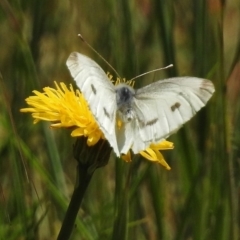 Pieris rapae at Tennent, ACT - 2 Nov 2017 10:10 AM