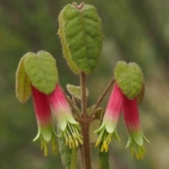 Correa reflexa var. reflexa (Common Correa, Native Fuchsia) at Woodstock Nature Reserve - 28 Jun 2017 by KenT