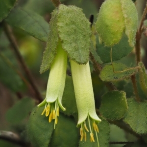 Correa reflexa var. reflexa at Stromlo, ACT - 28 Jun 2017