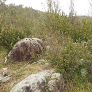 Correa reflexa var. reflexa at Stromlo, ACT - 28 Jun 2017