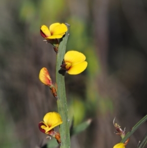 Bossiaea grayi at Stromlo, ACT - 26 Sep 2017