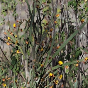 Bossiaea grayi at Stromlo, ACT - 26 Sep 2017