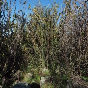 Bossiaea grayi at Stromlo, ACT - 26 Sep 2017