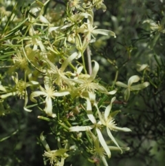 Clematis leptophylla (Small-leaf Clematis, Old Man's Beard) at Woodstock Nature Reserve - 26 Sep 2017 by KenT