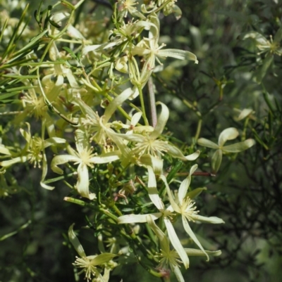 Clematis leptophylla (Small-leaf Clematis, Old Man's Beard) at Stromlo, ACT - 26 Sep 2017 by KenT