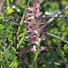 Fumaria bastardii (Bastard Fumitory) at Stromlo, ACT - 25 Sep 2017 by KenT