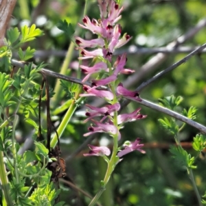 Fumaria bastardii at Stromlo, ACT - 26 Sep 2017 09:25 AM