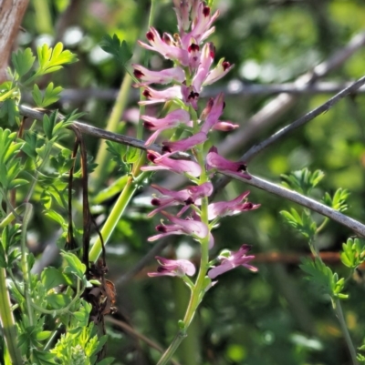 Fumaria bastardii (Bastard Fumitory) at Stromlo, ACT - 26 Sep 2017 by KenT