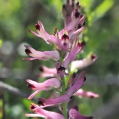 Fumaria bastardii at Stromlo, ACT - 26 Sep 2017