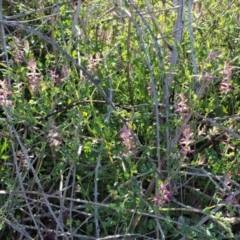 Fumaria bastardii at Stromlo, ACT - 26 Sep 2017