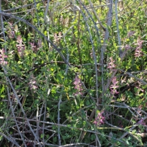 Fumaria bastardii at Stromlo, ACT - 26 Sep 2017 09:25 AM