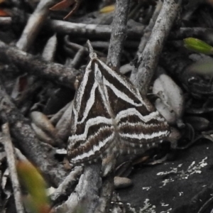 Dichromodes confluaria at Booth, ACT - 2 Nov 2017 12:06 PM