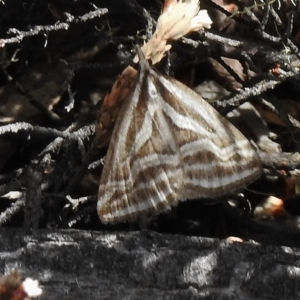 Dichromodes confluaria at Booth, ACT - 2 Nov 2017 12:06 PM