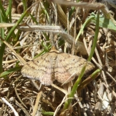 Scopula rubraria (Reddish Wave, Plantain Moth) at Macgregor, ACT - 2 Nov 2017 by Christine