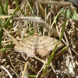 Scopula rubraria at Macgregor, ACT - 2 Nov 2017 12:00 AM