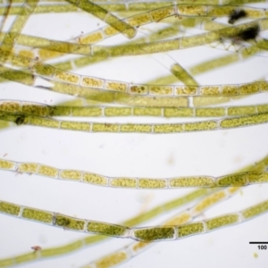 Rhizoclonium sp. at Stromlo, ACT - 26 Sep 2017