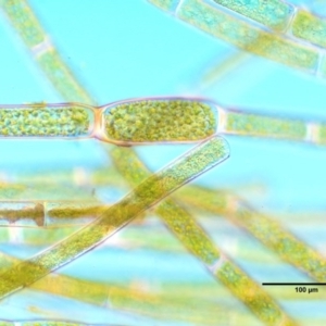 Rhizoclonium sp. at Stromlo, ACT - 26 Sep 2017