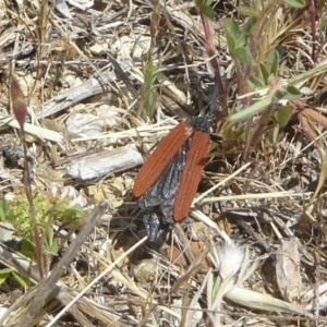 Porrostoma sp. (genus) at Macgregor, ACT - 2 Nov 2017