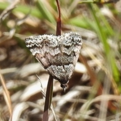 Dichromodes ainaria (A geometer or looper moth) at Booth, ACT - 2 Nov 2017 by JohnBundock