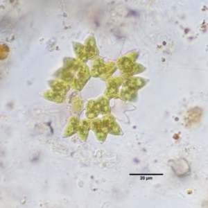 Pediastrum sp. at Stromlo, ACT - 26 Sep 2017