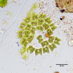 Pediastrum sp. at Stromlo, ACT - 26 Sep 2017