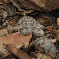 Antasia flavicapitata (Yellow-headed Heath Moth (Oenochrominae)) at Booth, ACT - 2 Nov 2017 by JohnBundock