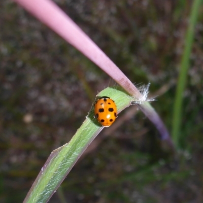 Hippodamia variegata (Spotted Amber Ladybird) at Wee Jasper, NSW - 1 Nov 2017 by JanetRussell