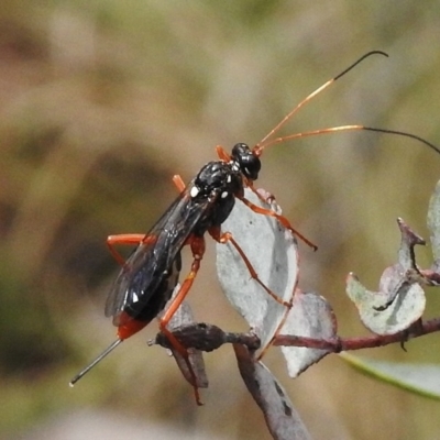 Ichneumonidae (family) (Unidentified ichneumon wasp) at Namadgi National Park - 2 Nov 2017 by JohnBundock