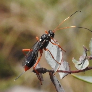 Ichneumonidae (family) at Booth, ACT - 2 Nov 2017