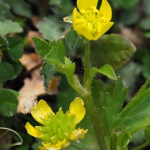 Ranunculus muricatus at Stromlo, ACT - 26 Sep 2017