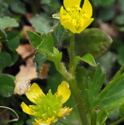 Ranunculus muricatus (Sharp Buttercup) at Stromlo, ACT - 25 Sep 2017 by KenT