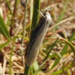 Philobota chionoptera (A concealer moth) at Paddys River, ACT - 2 Nov 2017 by JohnBundock