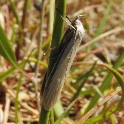 Philobota chionoptera (A concealer moth) at Paddys River, ACT - 1 Nov 2017 by JohnBundock