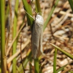 Philobota chionoptera at Paddys River, ACT - 2 Nov 2017