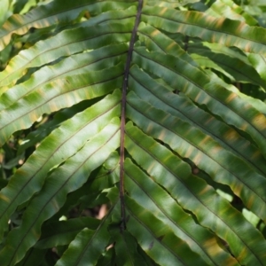 Blechnum minus at Cotter River, ACT - 4 Oct 2017